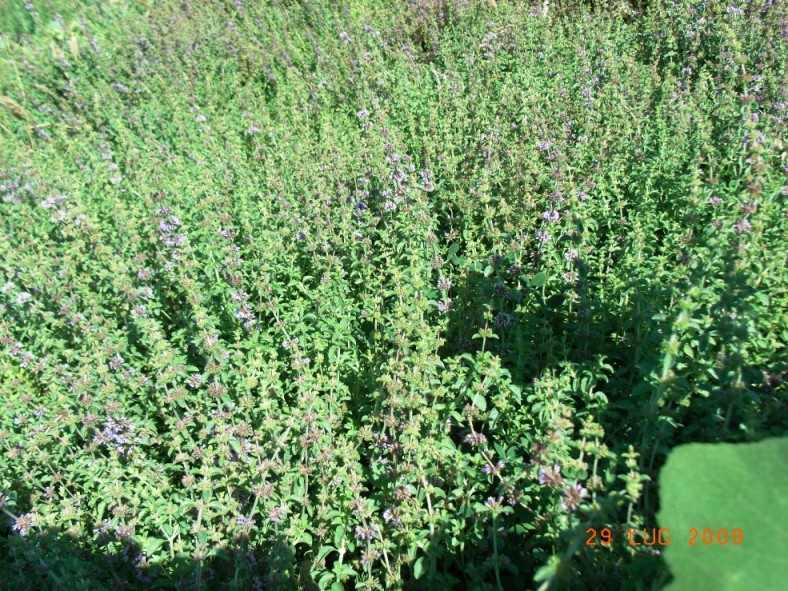 Mentha pulegium